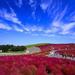 Day Trip to Hitachi Seaside Park and Ami Premium Outlet from Tokyo Including Seasonal Fruit Picking 