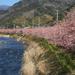 Day Trip to Shizuoka including Cherry Blossom Viewing and Strawberry Picking from Tokyo