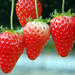 Day Trip to the Odawara Castle Park Including Pirate Ship Cruise and Visit to Strawberry Farm