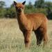 Guided Alpaca Farm Tour in Picturesque Warwickshire Countryside