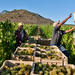 3 Regions Wine Tour from Cape Town