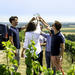 Small-Group Half-Day Tour to the Champagne Region from Reims with Champagne Tastings