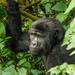 3 Day 2 Night Bwindi Gorillas Trek