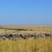 6-Night Masai Mara National Reserve Tour: Nakuru National Parks, Amboseli and Tsavo from Nairobi