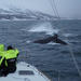 Whale Watching on a Catamaran in Tromso