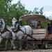 Draft Horse Drawn Covered Wagon Ride with Back Country Dining