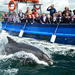Dingle Dolphin Boat tour