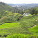 Full Day Cameron Highlands Tour