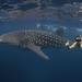 Ningaloo Reef Whale Shark Snorkeling Adventure from Exmouth