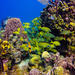 Full-Day Catalina Island Scuba Diving Tour from Punta Cana