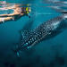 Whale Shark Snorkeling: Day Excursion to La Paz