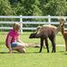 Luina Greine Alpacas Farm Tour