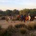 3 Hours Horse Riding with Diner and Overnight From Essaouira