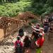Half Day Tour Karen Blixen Museum, Giraffe Manor and Daphne Sheldrick Elephant Orphanage from Nairobi
