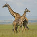 Nairobi National Park tour, David Sheldrick Elephant Orphanage, Giraffes & Karen Blixen Museum Tour in Nairobi 