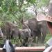 Full-Day Kruger Safari from Skukuza