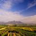 Full-Day Cape Winelands Tour Including Franschhoek from Cape Town