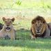 Full-Day Rhino and Lion Park Tour from Johannesburg