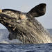 Private Cape Riviera and Whale Watching Tour from Cape Town