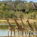 Private Tshukudu and Khamai Interactive Encounter from Hazyview
