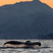 Orca and Humpback Whale Safari in a Collin Archer from Tromso