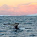 Orca and Humpback Whale Safari with Marine Biologist in a Zodiac from Tromso