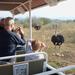 Safari Ostrich Farm Tractor Tour in Oudtshoorn