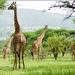 5 Days 4 Nights Budget Camping Safaris to Lake Manyara, Ngorongoro Crater, Serengeti and Tarangire 