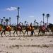 Camel Ride in the Palm Grove of Marrakech