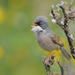 Bird Watching Guided Half-Day Tour from Lanzarote 