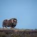 Musk Ox Safari in Dovrefjell National Park from Oppdal