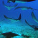 5-Day Galapagos Diving Tour: Accommodation and Full-Day Diving Excursions