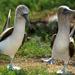 8-Day Tour of Quito and Galapagos Islands