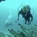 Marietas Islands National Park Certified Diving Trip