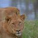 Kruger Park Guided Full Day Safari from Hazyview