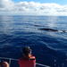 Whale Watching Off Portugal's Coast