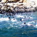 Palomino Islands Cruise and Swimming with Sea Lions Experience from Lima