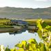 Full-Day Hemel-en-Aarde Wine Region Private Tour from Cape Town