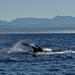 Whales and Wine Day Tour from Cape Town