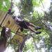Canopy Zip Line and Safari Tour from Falmouth 