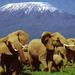 6 Days Amboseli, Lake Nakuru, Masai Mara Wildlife Safaris All Inclusive
