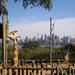 Sydney Taronga Zoo's Australian Animals Tour and Sky Safari