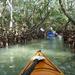 Mangrove Tunnel Eco Kayak Tour