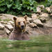 Private Tour from Bucharest to Zarnesti Bear Sanctuary and Dracula's Castle