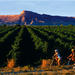Bike the Colorado Wine Country Self-guided Day Tour