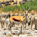 5-Day Family Friendly Tour of Etosha from Windhoek
