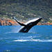 Sydney Harbour Whale Watching Sightseeing Tour via Helicopter and Sailing Yacht