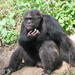 Full-Day Ol Pejeta Conservancy and Chimpanzee Sanctuary Tour from Nairobi