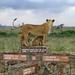 Nairobi National Park Day Excursion