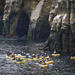 Original Sea Cave Kayak Tour